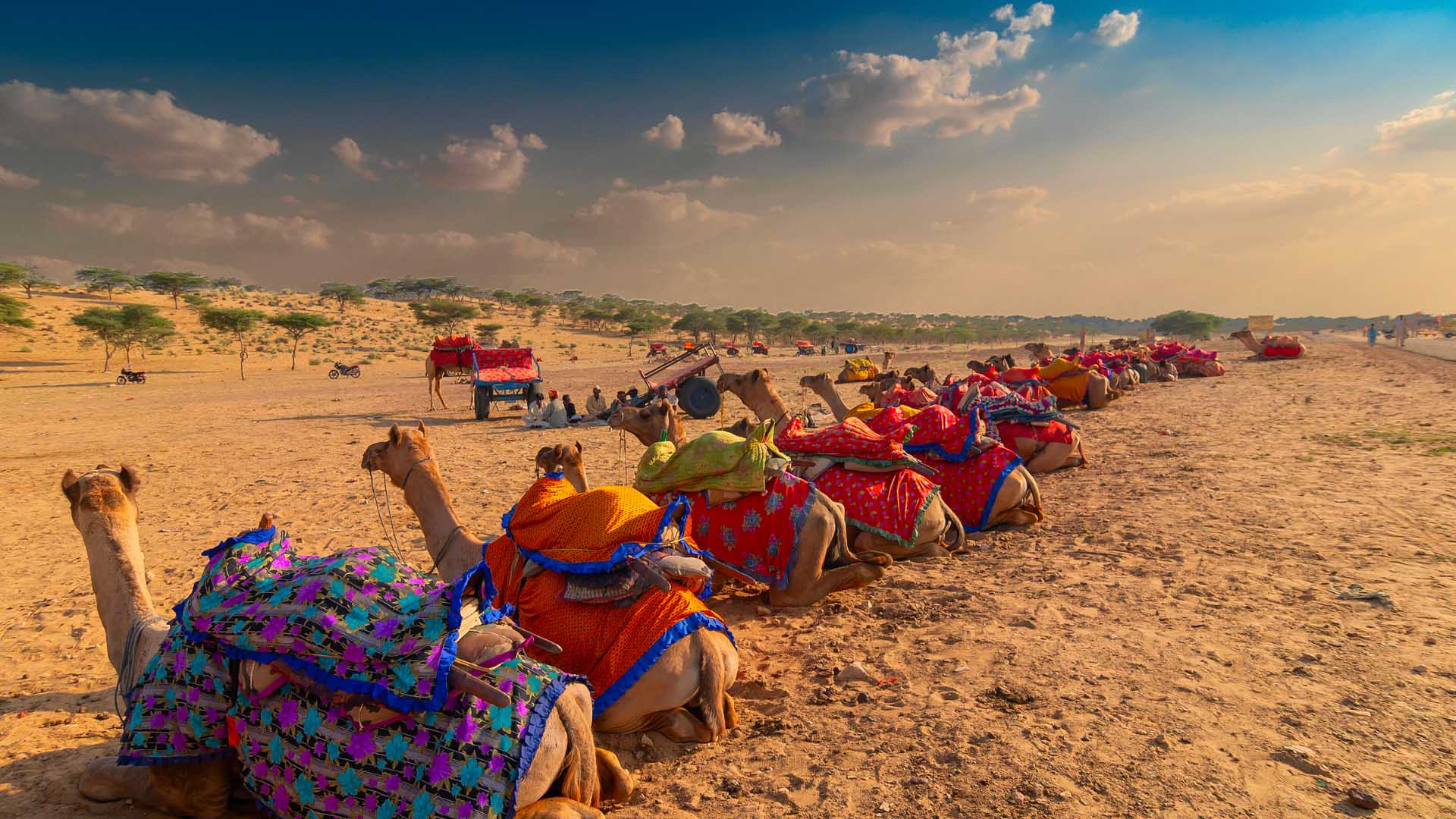Camels-with-traditional-dresses-Thar-desert-Rajasthan-India